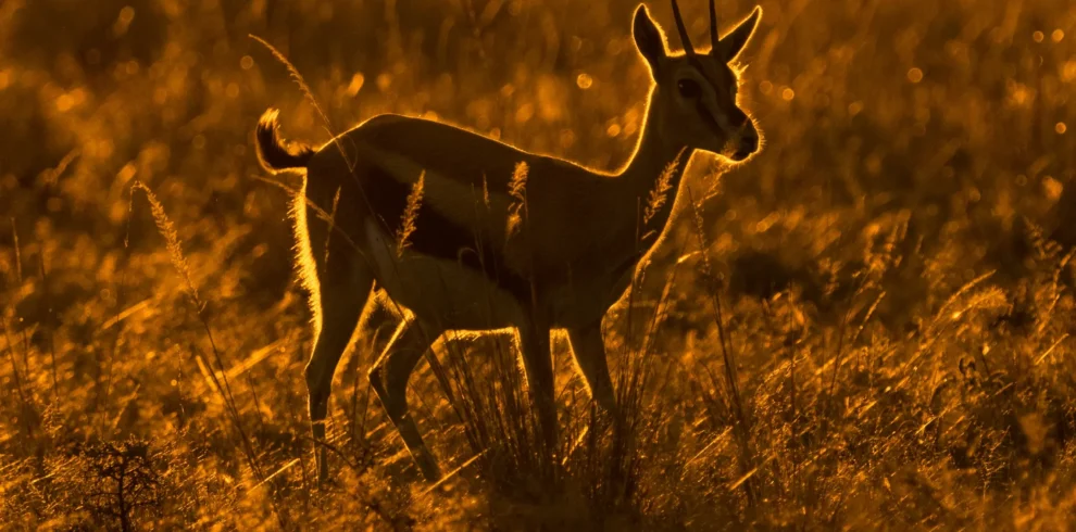 Maasai Mara National Reserve 24